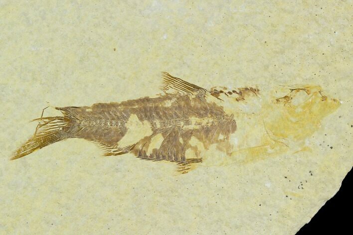 Bargain, Fossil Fish (Knightia) - Wyoming #120625